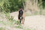 MALINOIS 430